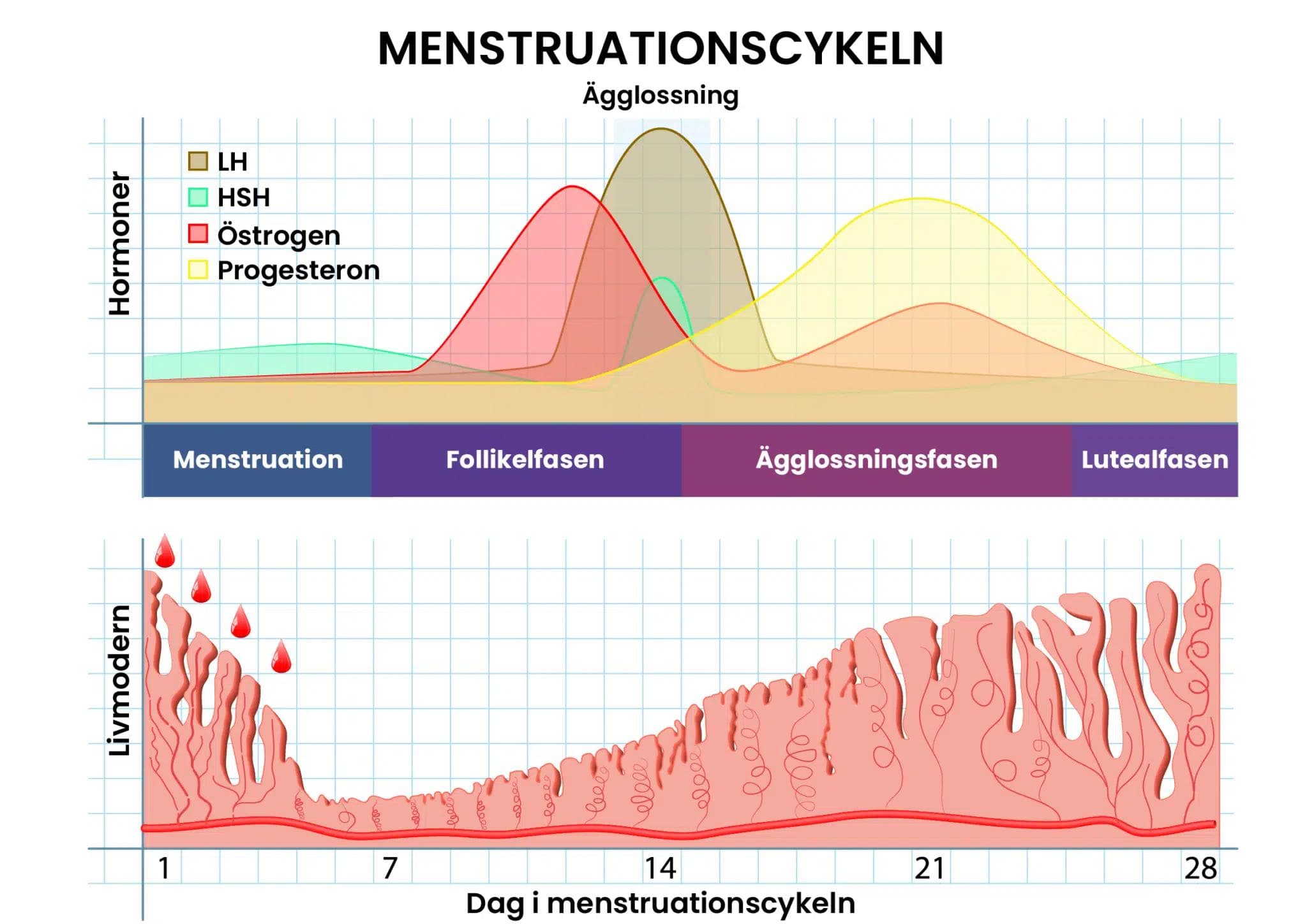 Graf som visar olika hormonnivåer under menstruationscykeln