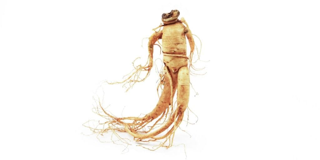 Panax ginseng som ligner et lille menneske
