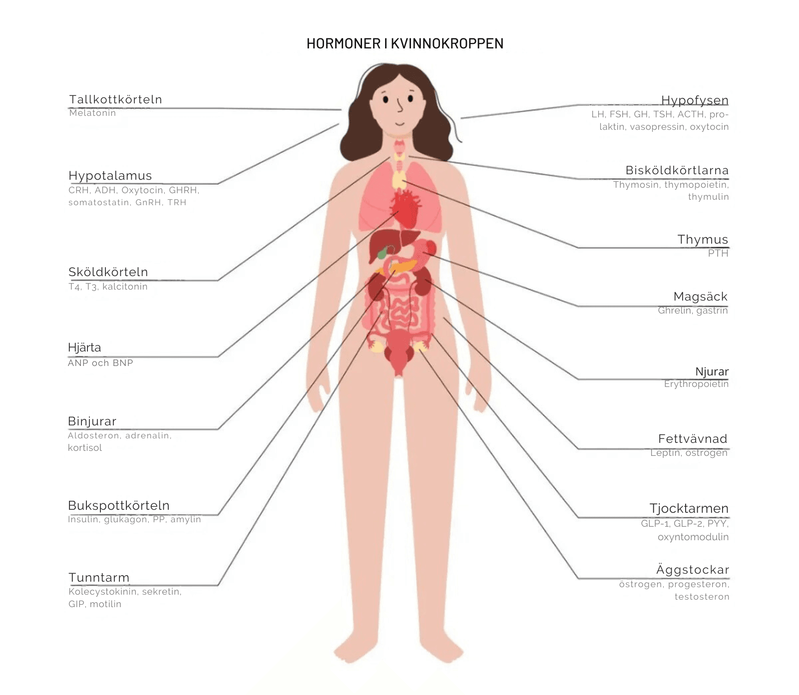 Illustration av hormoner i den kvinnliga kroppen. Tallkottkörteln: Melatonin. Hypotalamus: CRH, ADH, oxytocin, GHRH, somatostatin, GnRH, THR. Sköldkörteln: T4, T3, kalcitonin. Hjärta: ANP och BNP. Binjurar: Aldosteron, adrenalin, kortisol. Bukspottskörteln: Insulin, glukagon, PP, amylin. Tunntarm: Kolecystokinin, sekretin, GIP, motilin. Hypofysen: LH, FSH, GH, TSH, ACTH, prolaktin, vasopressin, oxytocin. Bisköldkörtlar: Thymosin, thymopoietin, thymulin. Thymus: PTH. Magsäcken: Ghrelin, gastrin. Njurar: Erytropoietin. Fettvävnad: Leptin, östrogen. Tjocktarm: GLP-1, GLP-2, PYY, oxyntomodulin. Äggstockar: Östrogen, progesteron, testosteron