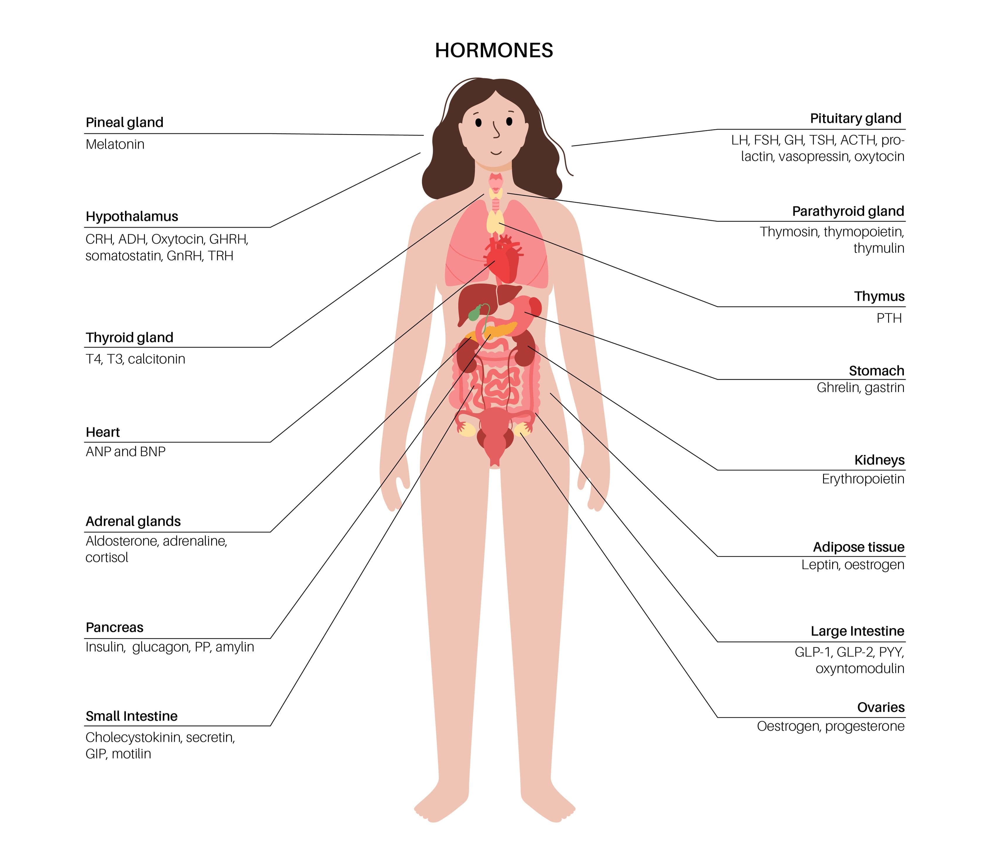 Illustration of hormones in the female body. Pineal gland: Melatonin. Hypothalamus: CRH, ADH, oxytocin, GHRH, somatostatin, GnRH, THR. Thyroid: T4, T3, calcitonin. Heart: ANP and BNP. Adrenal: Aldosterone, adrenaline, cortisol. Pancreas: Insulin, glucagon, PP, amylin. Small intestine: Cholecystokinin, secretin, GIP, motilin. Pituitary: LH, FSH, GH, TSH, ACTH, prolactin, vasopressin, oxytocin. Parathyroid glands: Thymosin, thymopoietin, thymulin. Thymus: PTH. Stomach: Ghrelin, gastrin. Kidneys: Erythropoietin. Adipose tissue: Leptin, oestrogen. Colon: GLP-1, GLP-2, PYY, oxyntomodulin. Ovaries: Oestrogen, progesterone, testosterone