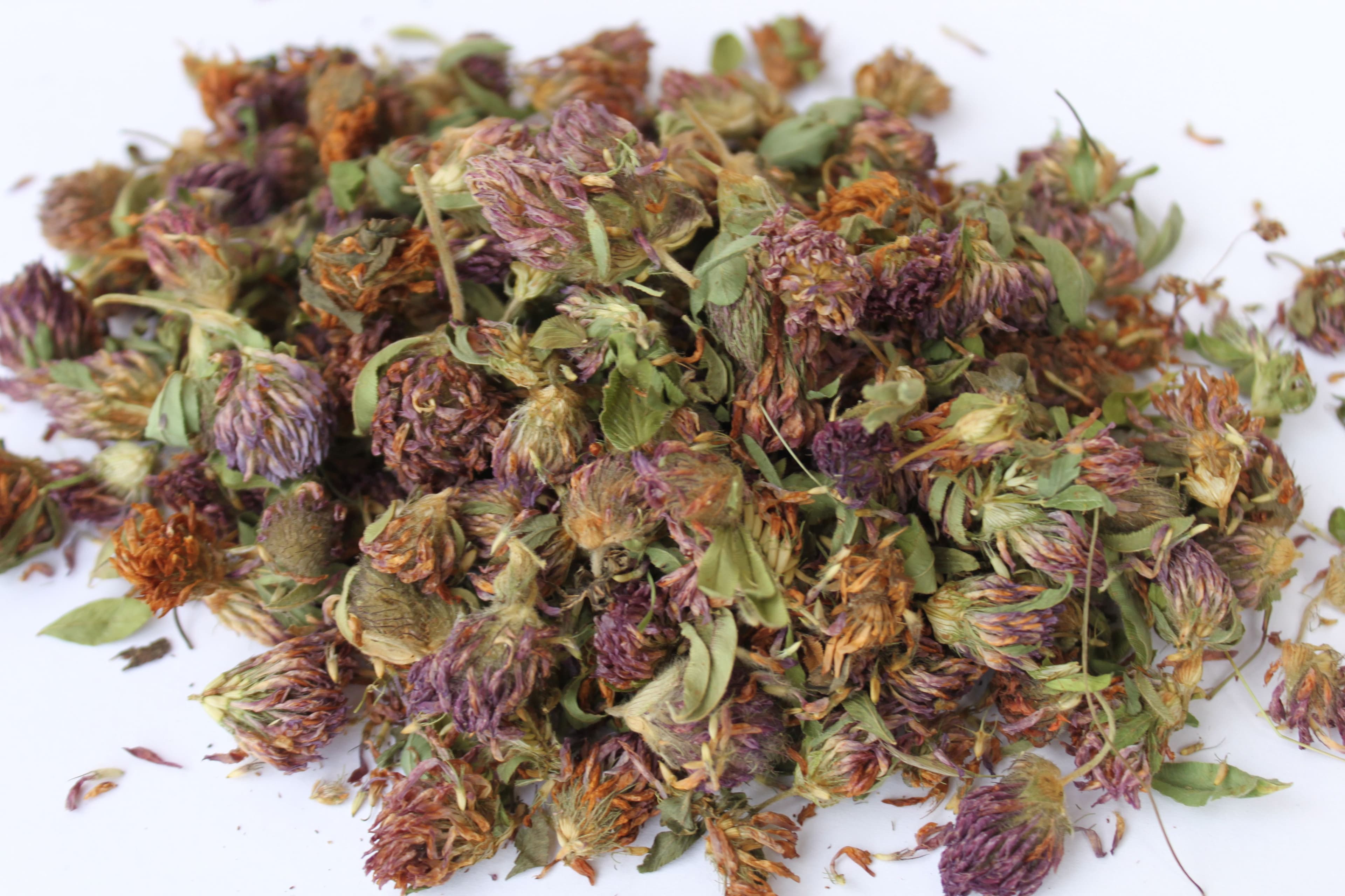 Getrockneter Rotklee