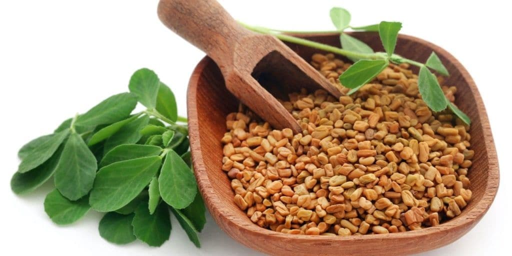 Fenugreek - bukkehornsfrø
