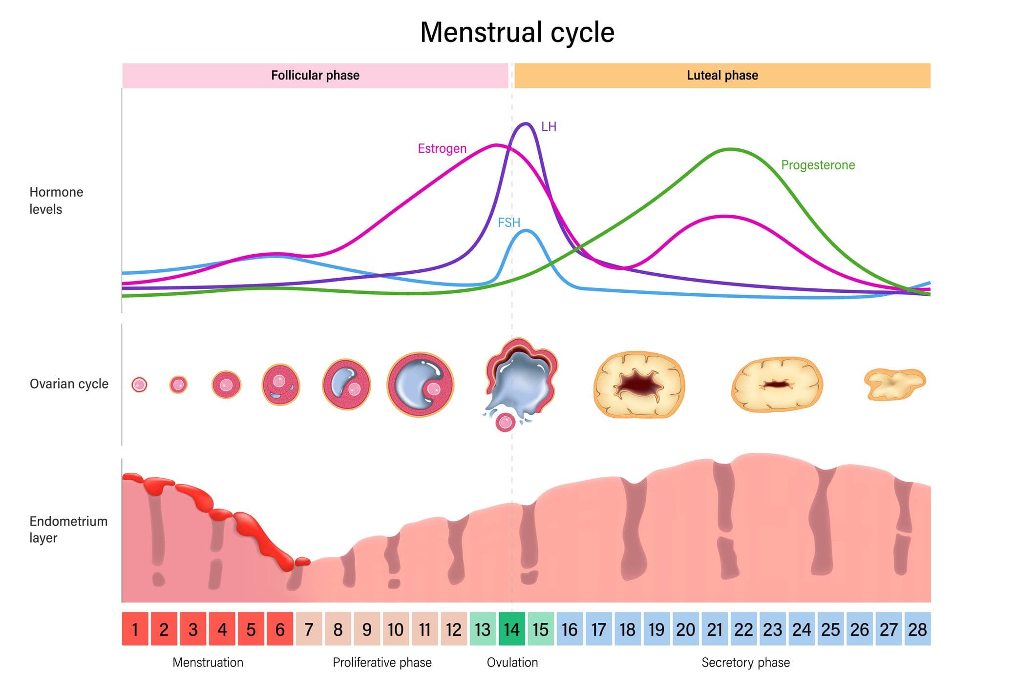 Menstrual cycle phases: Illustration: Menstruation - Follicular phase - Ovulation phase - Luteal phase