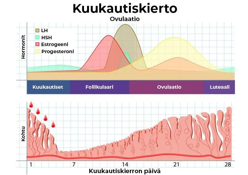 Taulukko kuukautiskierron eri vaiheista