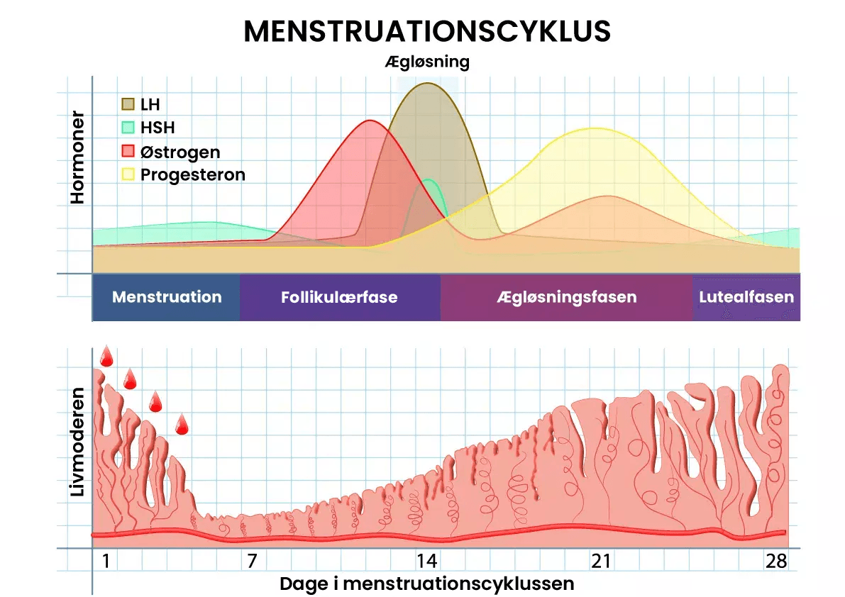 Menstruationscyklus faser: Illustration: Menstruation - Follikulærfase - Ægløsningsfasen - Lutealdasen