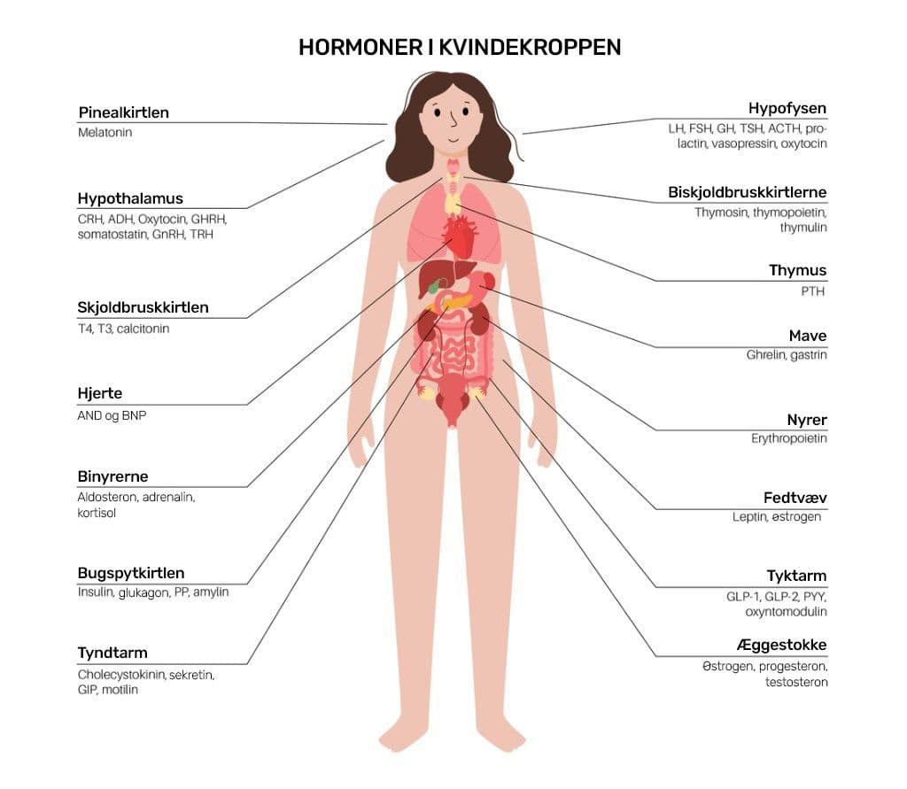 Illustration over hormoner i kvindekroppen. Pinealkirtlen: Melatonin. Hypothalamus: CRH, ADH, oxytocin, GHRH, somatostatin, GnRH, THR. Skjoldbruskkirtlen: T4, T3, calcitonin. Hjerte: ANP og BNP. Binyrerne: Aldosterone, adrenalin, kortisol. Bugspytkirtlen: Insulin, glukagon, PP, amylin. Tyndtarm: Cholecystokinin, sekretin, GIP, motilin. Hypofysen: LH, FSH, GH, TSH, ACTH, prolactin, vasopressin, oxytocin. Biskjoldbruskkirtlerne: Thymosin, thymopoietin, thymulin. Thymus: PTH. Mave: Ghrelin, gastrin. Nyrer: Erythropoietin. Fedtvæv: Leptin, østrogen. Tyktarm: GLP-1, GLP-2, PYY, oxyntomodulin. Æggestokke: Østrogen, progesteron, testosteron