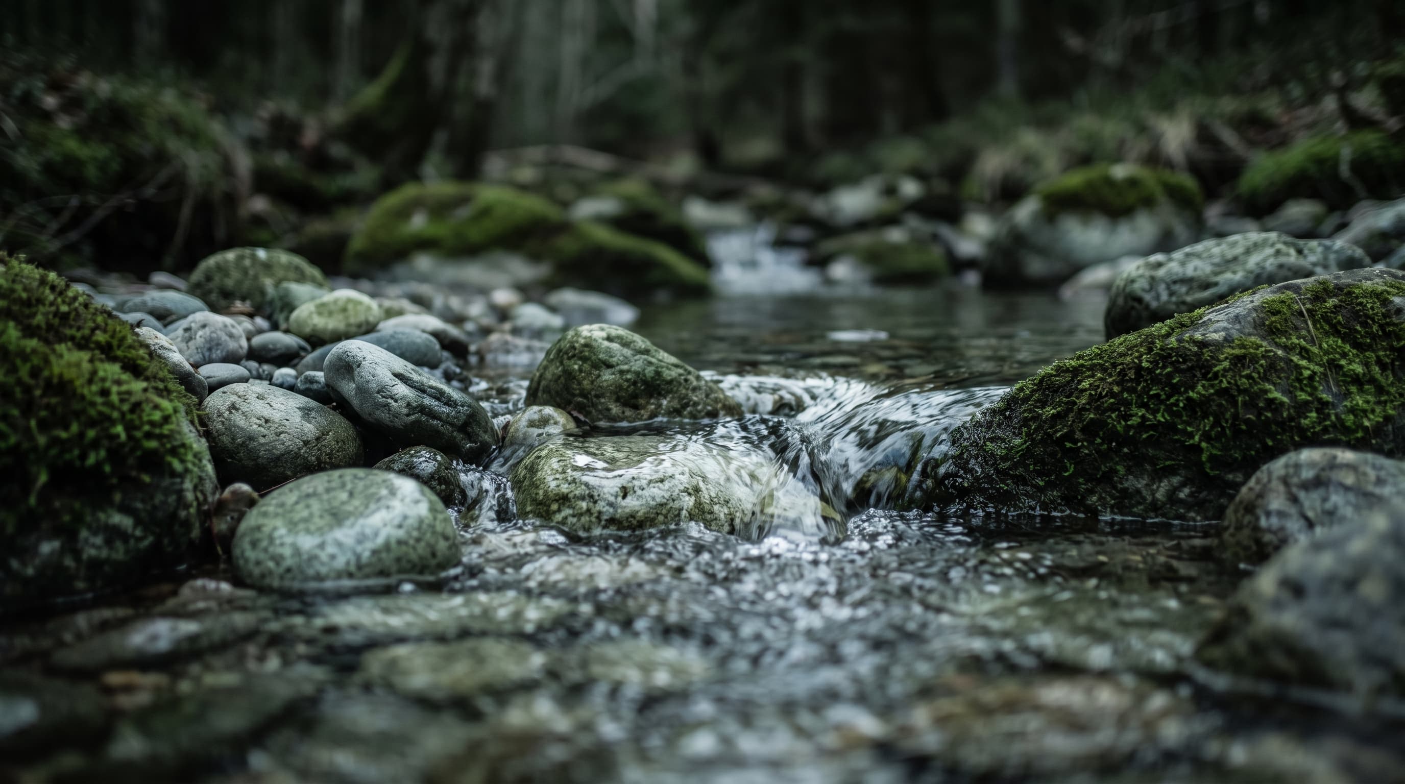 Un ruisseau clair qui coule entre des pierres couvertes de mousse dans une forêt